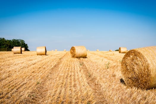 Idyllic rural landscape with round hay bales in a golden field under a clear blue sky.