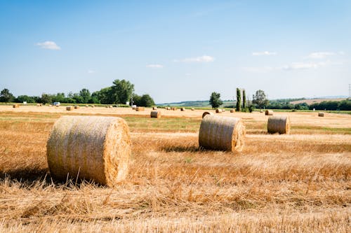 Free Rolls of Hays on Brown Field  Stock Photo