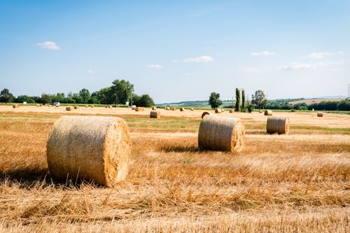 Free Sunny rural landscape with hay bales in a harvested field. Stock Photo