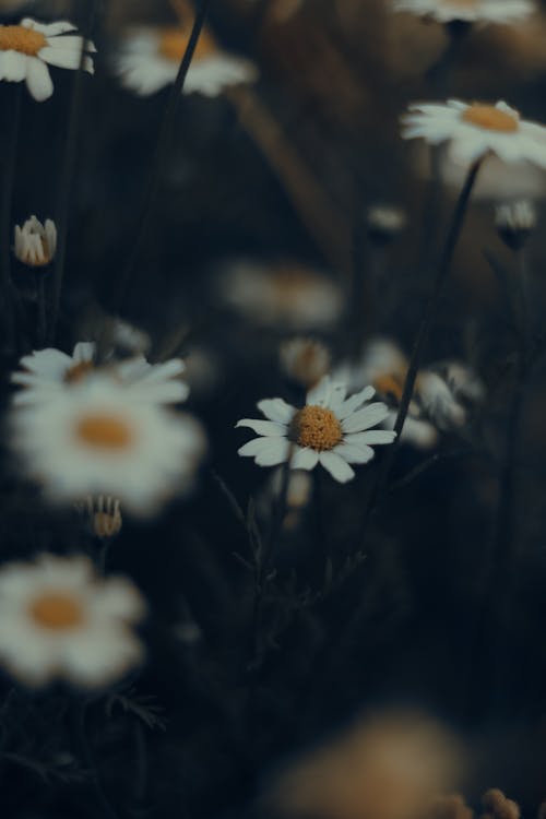 Với những đóa hoa cúc trắng tinh khôi này, bạn sẽ cảm thấy rất yên bình. Hãy để bức hình liên quan giúp bạn tìm lí do để mỉm cười!