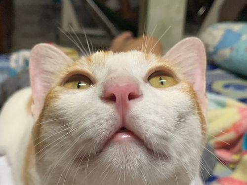 Free stock photo of cat lovers, cats Stock Photo