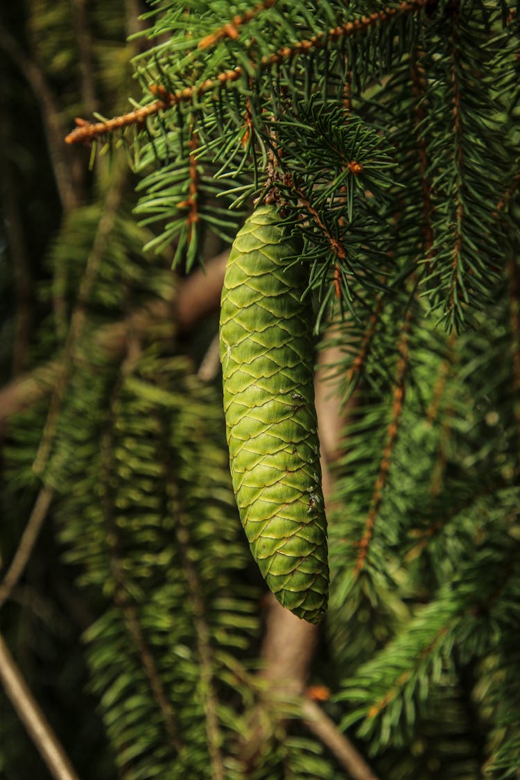 A Green Immature Pine Cone Hanging On Branch