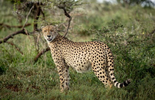 Free A Cheetah Standing on a Grassy Field Stock Photo