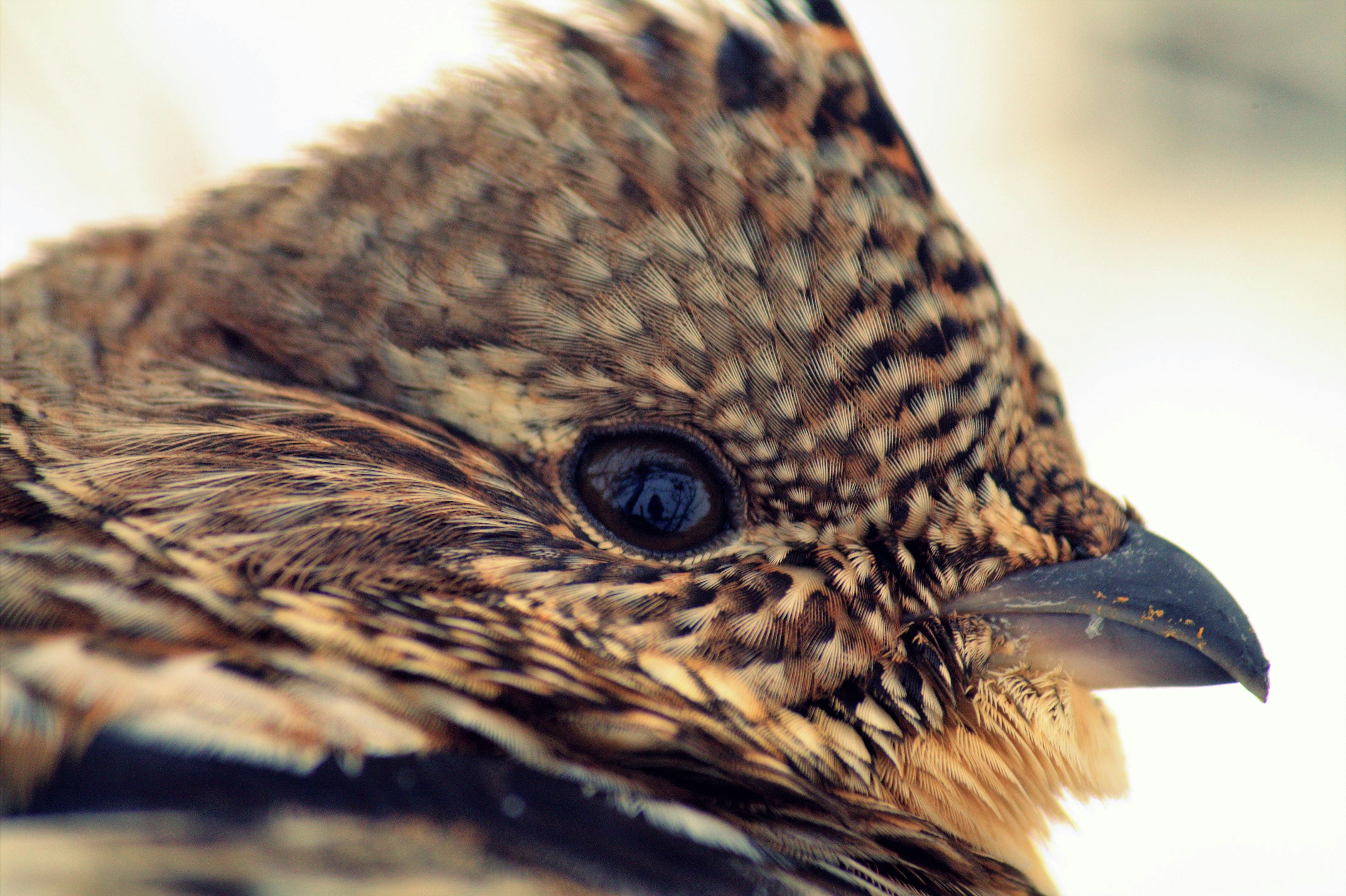 Foto Stok Gratis Tentang Ayam Hutan Kehidupan Liar Mengamati Burung