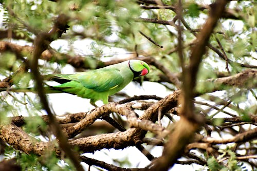 Free Close-Up Shot of a Parrot Perched on a Tree Branch Stock Photo