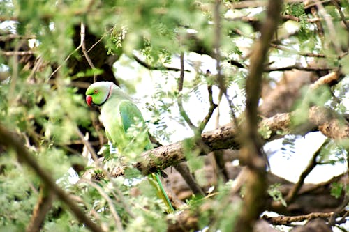 Rose-ringed Parakeet Bird on Tree Branch