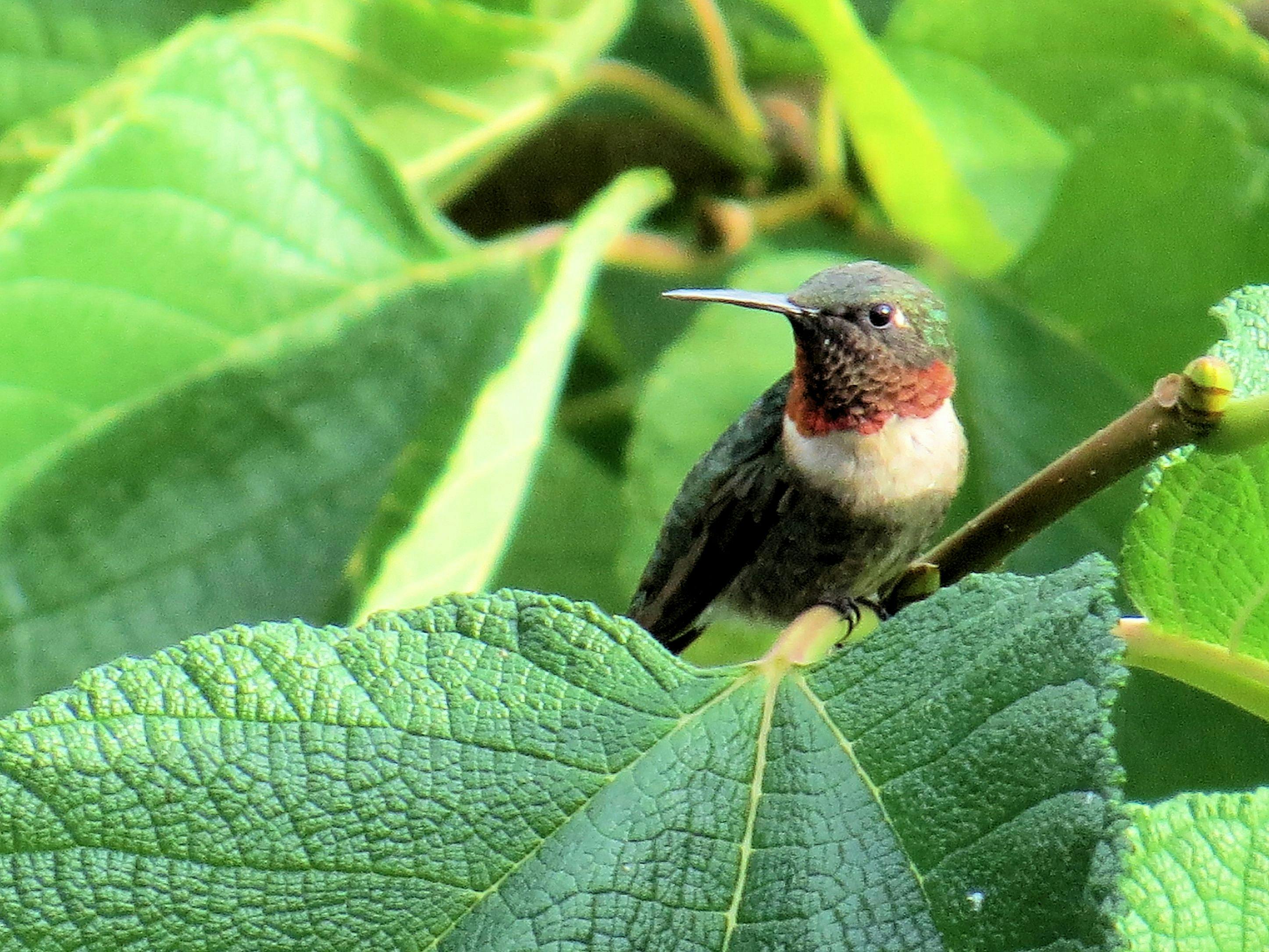 Free stock photo of bird in tree, hummingbird, ruby throated hummingbird
