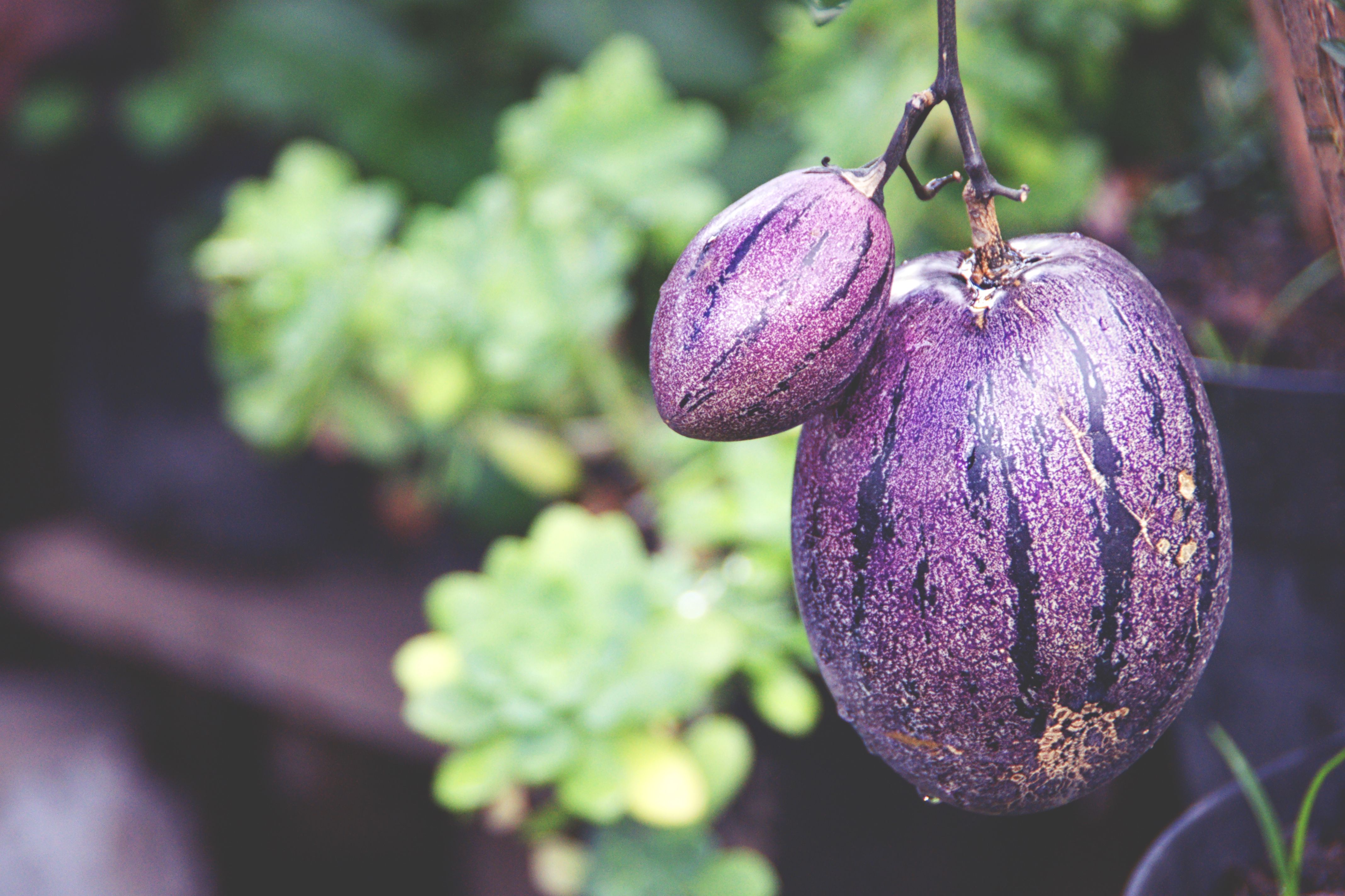 Free Stock Photo Of Fruits Indonesia Medan