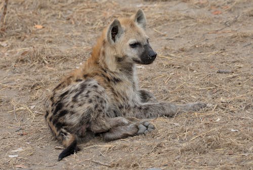 Brown Spotted Hyena Sitting on the Ground