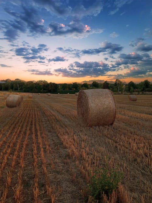 Foto d'estoc gratuïta de bales de farratge, medi ambient, natura