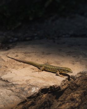 lizard photo