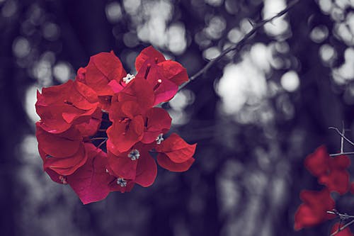 Imagine de stoc gratuită din flori rosii minute dupa ploaie
