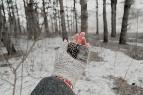 Close-Up Shot of a Person Holding a Pine Cone