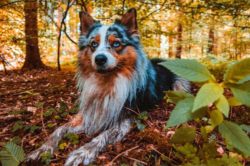 Kostnadsfri bild av hund, skog