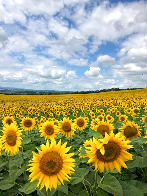 Free A Field of Sunflowers in Bloom Stock Photo