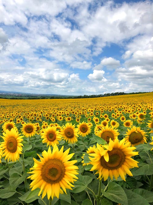 Kostenloses Stock Foto zu blüte, blütenblätter, feld