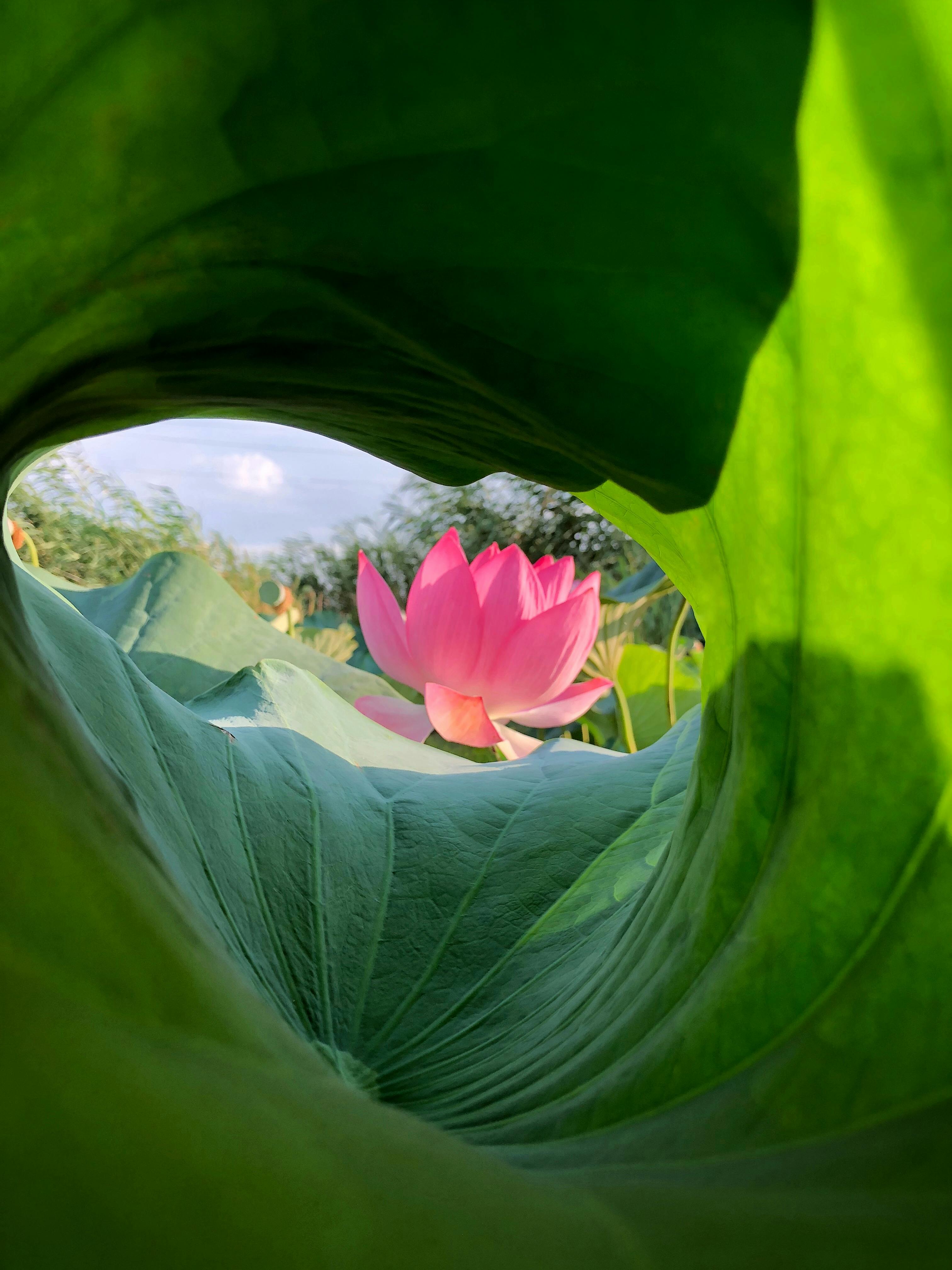 Captivating view of a pink lotus framed by lush green leaves in a tranquil setting.