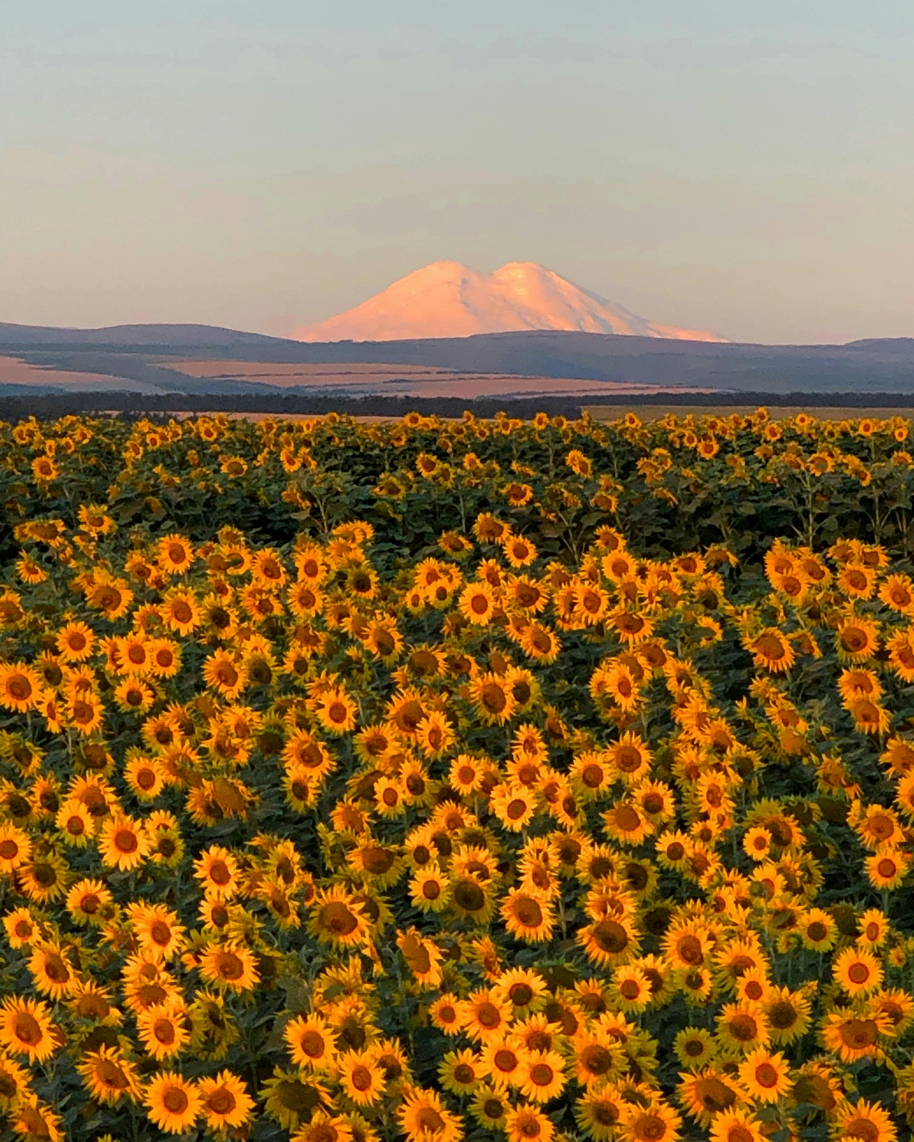 A stunning sunflower field with a mountainous backdrop under a sunset glow in Russia.