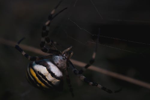Photos gratuites de animal, araignée tigre, effrayant