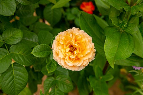 Close Up Shot of Yellow Flower