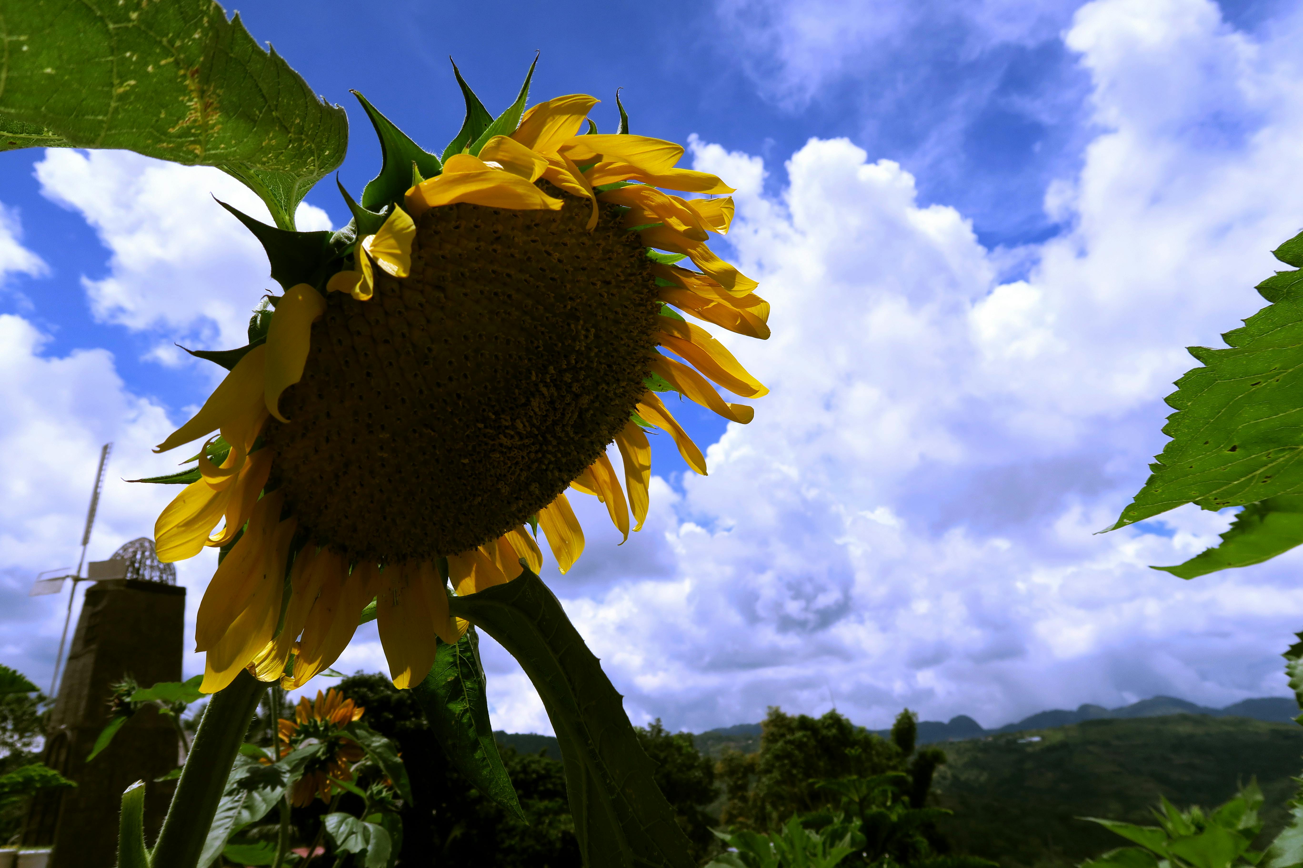 Kostenlose Bilder von Robel Joy · Pexels