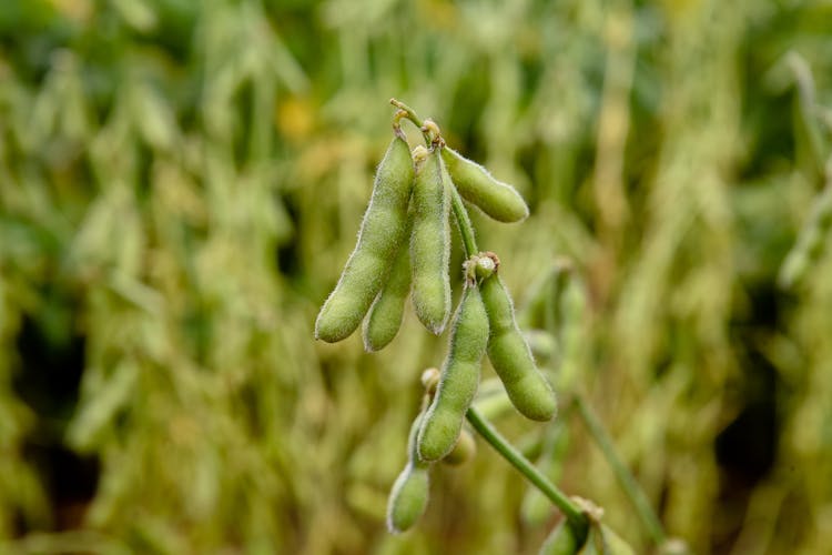 Green Edamame Plant