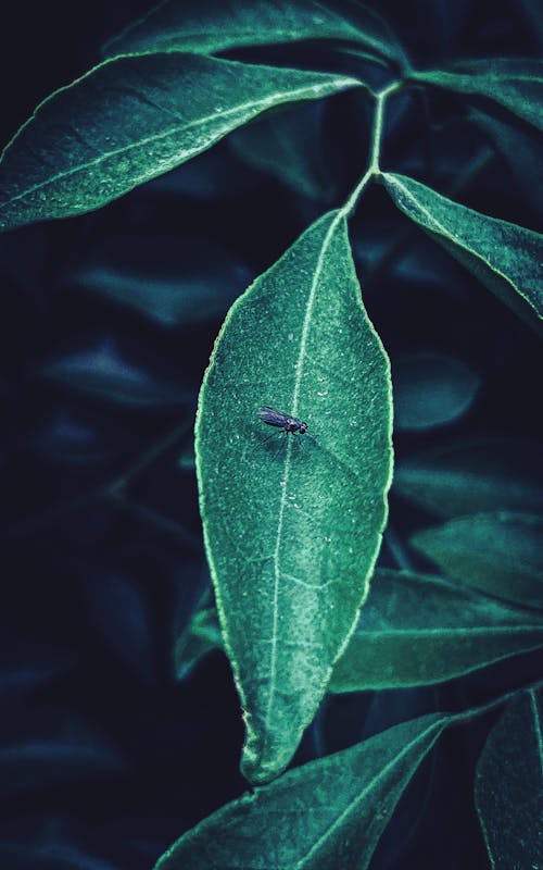 Free stock photo of aesthetic, aesthetic background, big leaf
