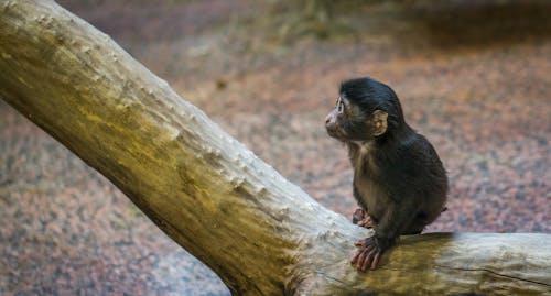 Singe Sur Une Branche D'arbre Brun