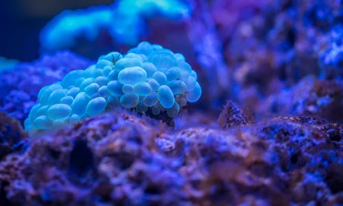 Макросъемка коралловых пузырей