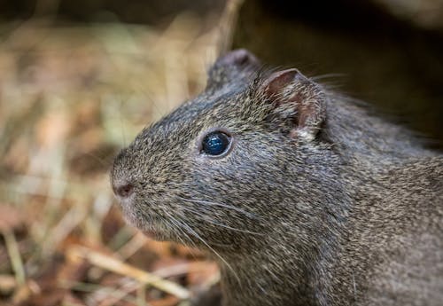 Free Close-up Photography of Gray Rodent at Daytime Stock Photo