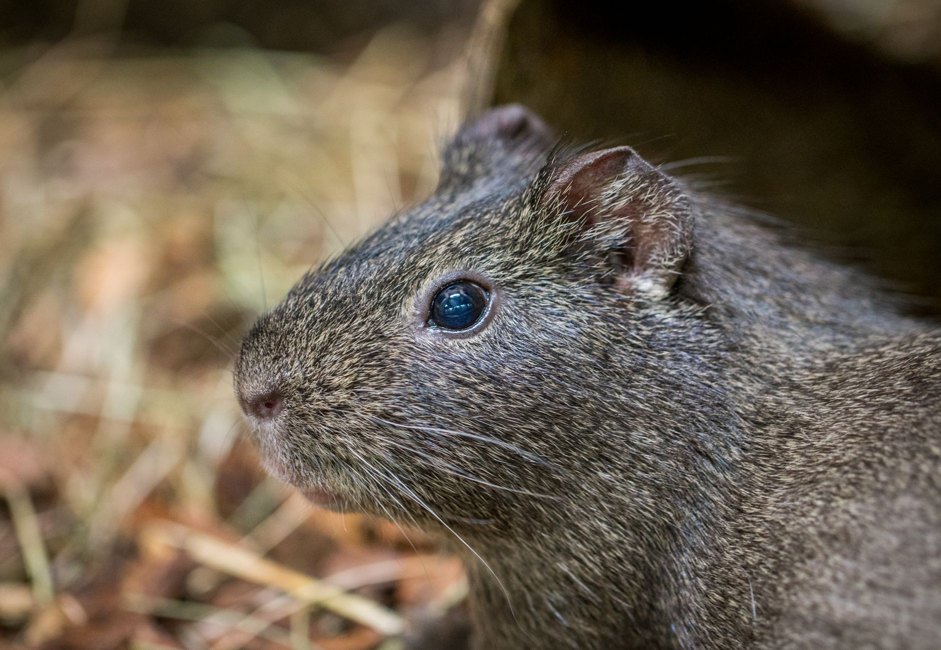 Veterinarian examining a mouse during a checkup