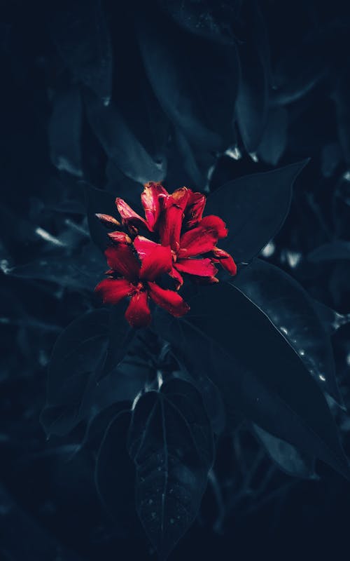 Free stock photo of aesthetic, aesthetic background, black roses