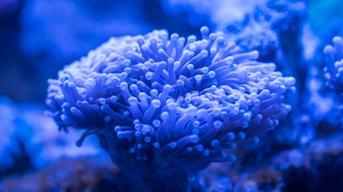 Free Blue Sea Anemone Stock Photo