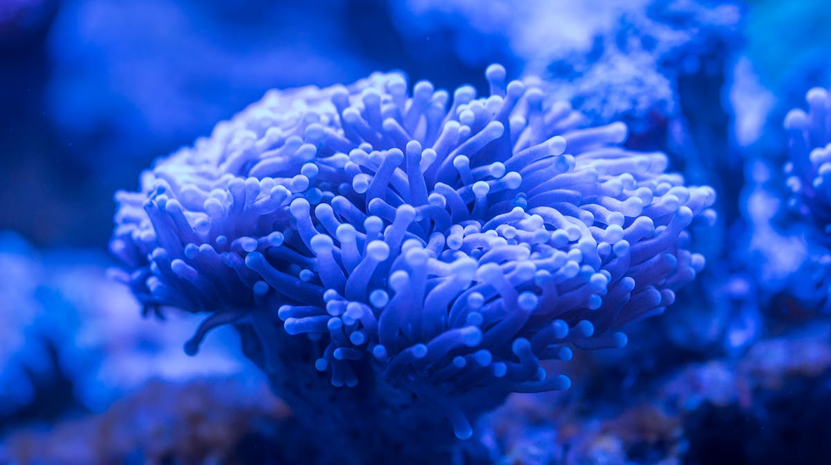 Coral Reef