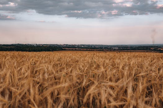 Beautiful wheat field under a scenic sunrise sky, capturing serene countryside atmosphere.