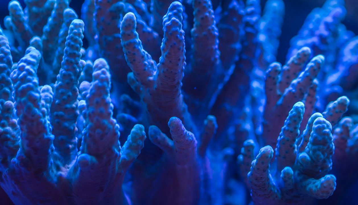Coral reef underwater scene