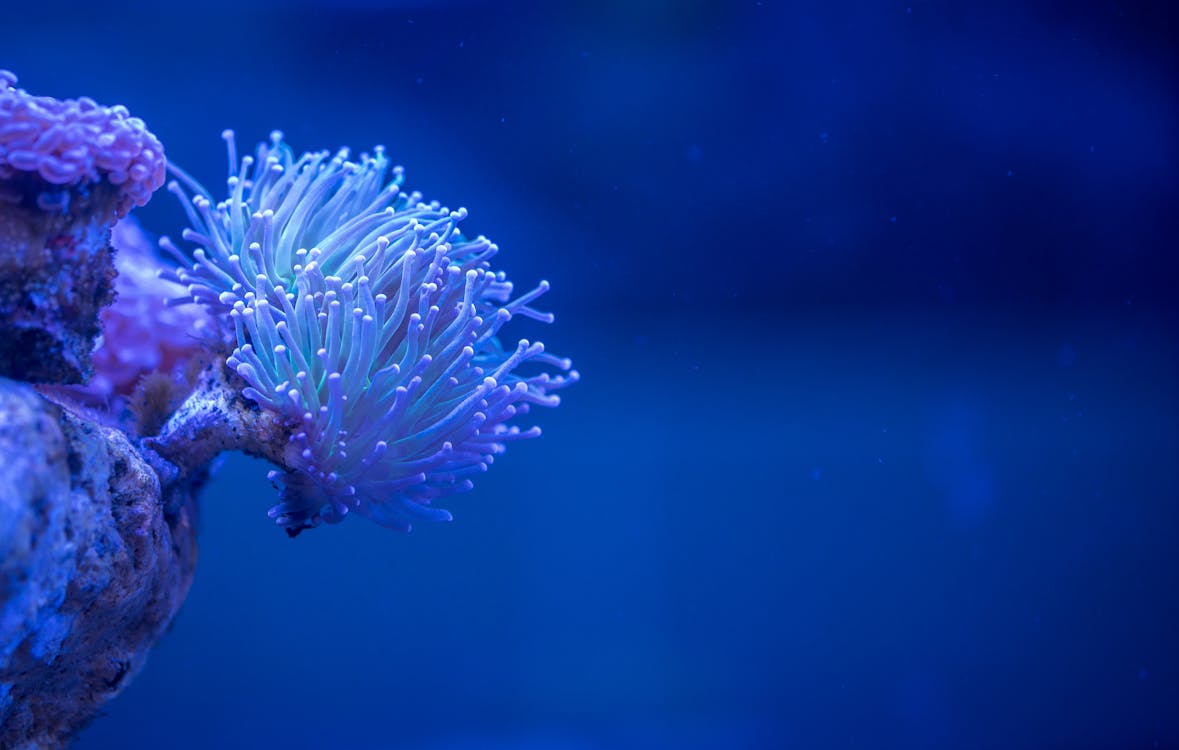 白珊瑚のマクロ撮影 無料の写真素材