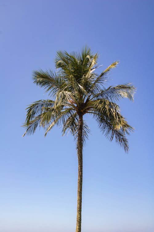 Kostnadsfri bild av naturälskare, strandälskare