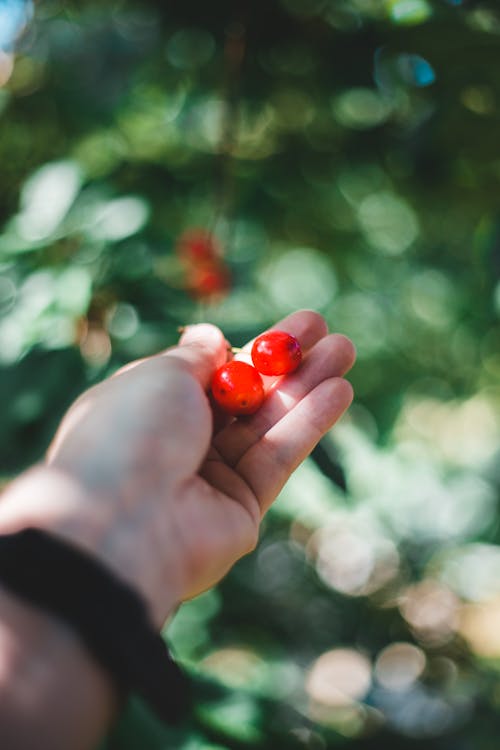 Close-Up Shot of a Person Holding Berries