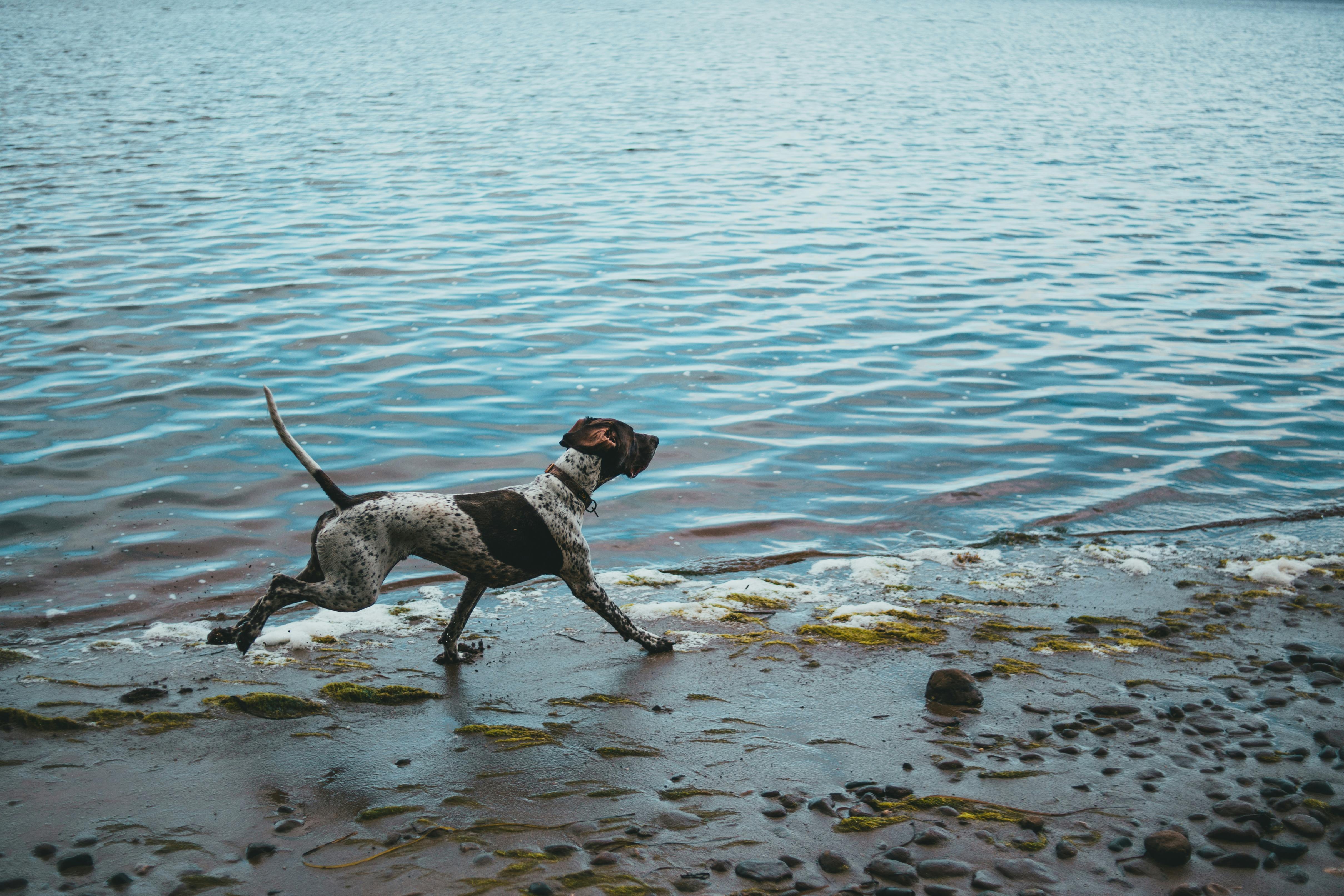 Black White Long Coated Dog Dashing Trough Body of Water · Free Stock Photo