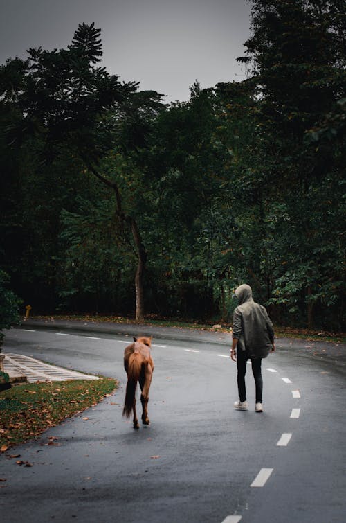 Free stock photo of after rain, brown horse, forest