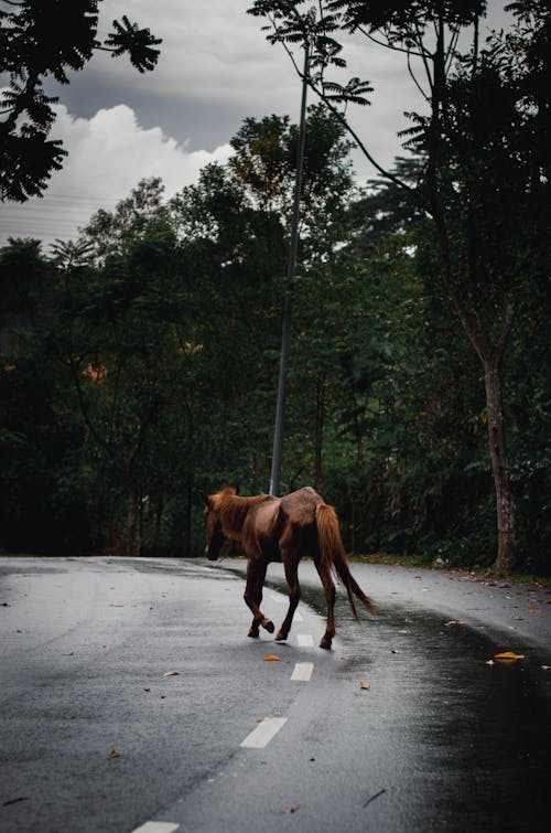 Brown Horse on Gray Asphalt Road