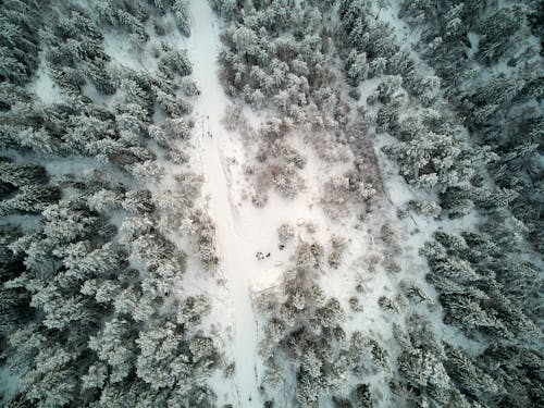 Kostenloses Stock Foto zu bäume, drohne erschossen, kaltes wetter