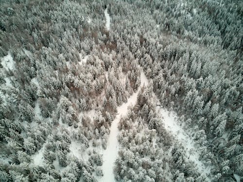 ağaçlar, buz gibi hava, doğa içeren Ücretsiz stok fotoğraf