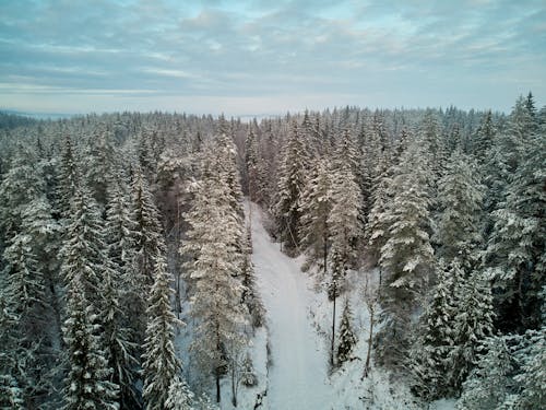 免费 下雪的, 下雪的天氣, 冬季 的 免费素材图片 素材图片