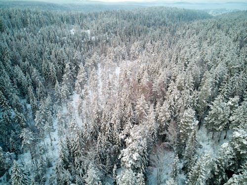 Aerial Photography of Pine Trees Covered with Snow during Winter