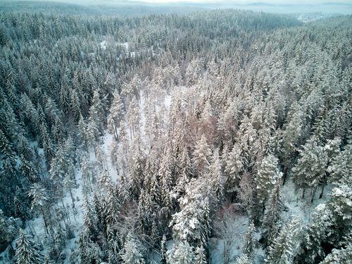 Free Aerial shot of a snowy pine forest in Lørenskog, Norway during winter. Stock Photo