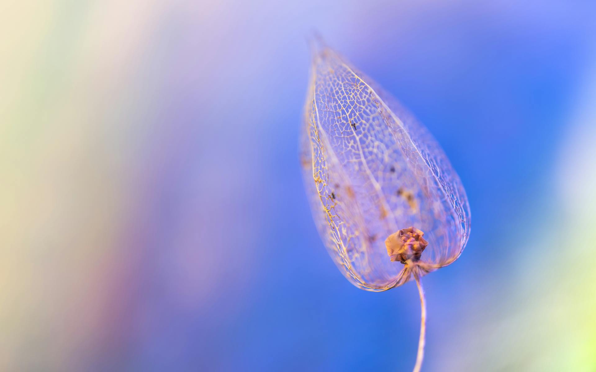 Beautiful macro photograph of a bladder cherry's intricate lace-like structure against a colorful pastel background.