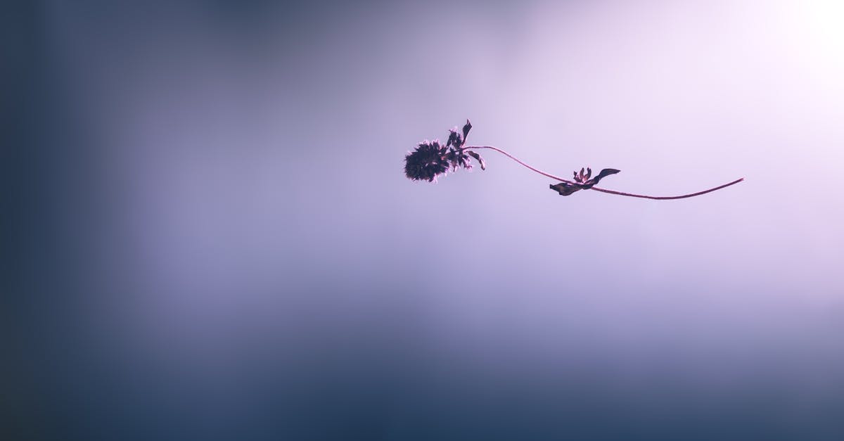 The Static Bloom 1 image text