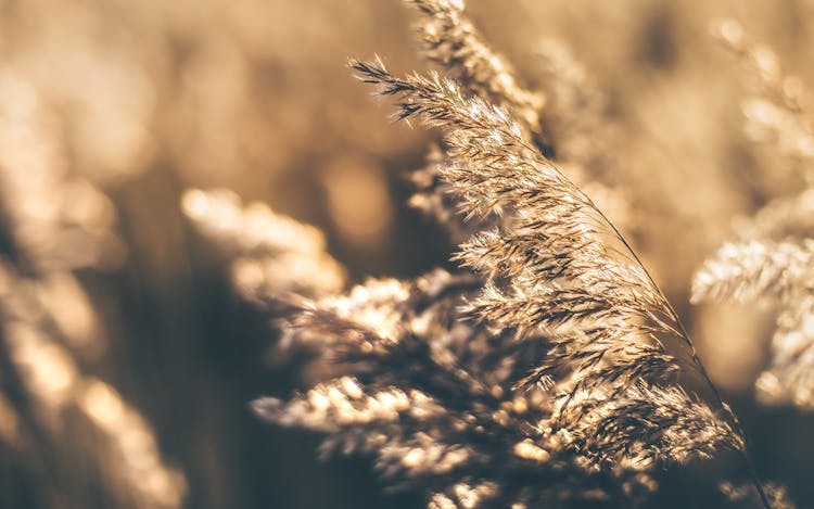 Close-up Photo Of Pampas Grass